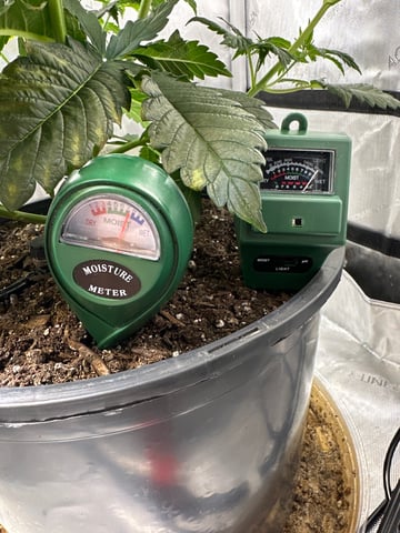 White Russian — vegetative, day 38