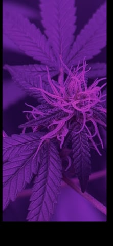 First attempt grow 😶‍🌫️ — flower, day 102