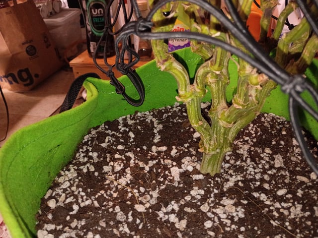 FastBuds Photo-Lemon Mandarin  — harvest, day 144