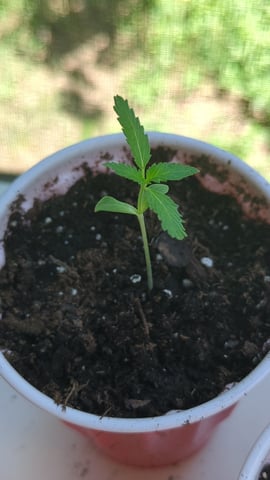 Freya's Honey — seedling_rooting, day 14