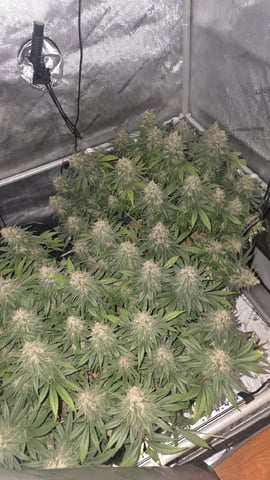 Original 1990 genetics  — flower, day 117