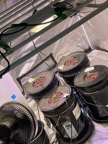 1st Ever Grow (Fat Bastard)(RDWC)  — seedling_rooting, day 17