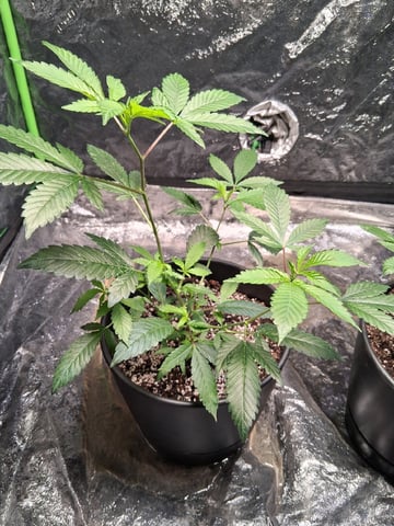 S&D  First Grow — vegetative, day 3