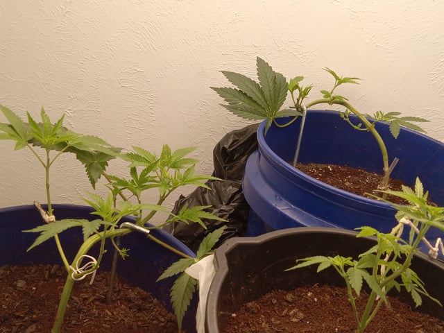 closet grow for veg with a.c infinity air intake fan .With no carbon filter just suction,and spider farmer sf 7000.Then a spider farmer sf tent 4×4×6.5with a G1500 l.e.d from spiderfarmer and spider farmer 6inch clip oscalating fan. — vegetative, day 6