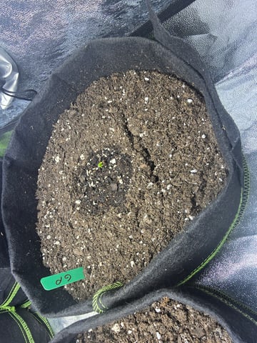3rd Auto Grow — germination, day 21