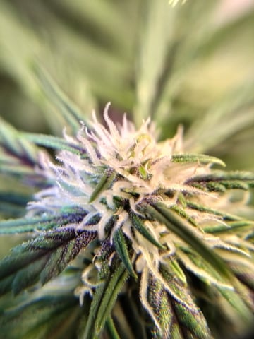 Banana Purple Punch Auto
