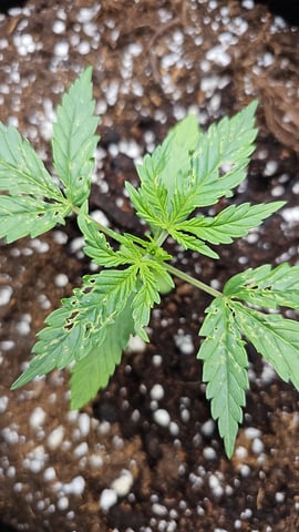 round 2 — vegetative, day 29