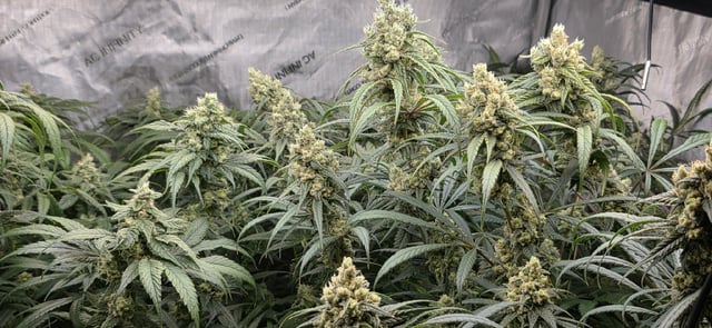 strawberry guava bx — flower, day 18