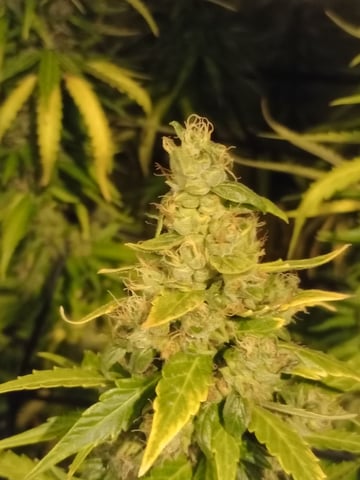 mr — flower, day 116