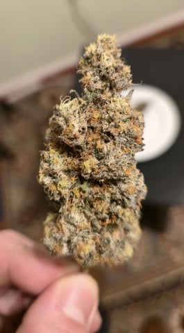 Grow 3 — harvest, day 78