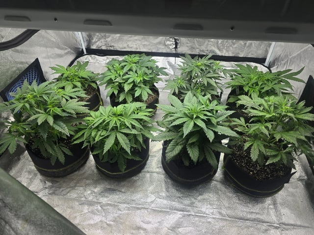 Autos AGAIN — vegetative, day 35