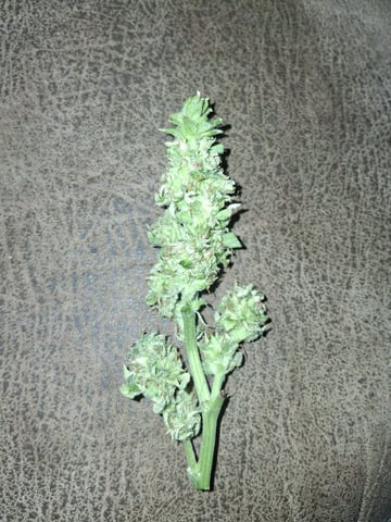 Blueberry OG Kush — flower, day 46