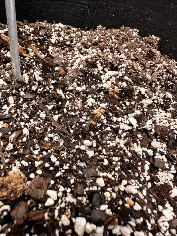 Gorilla Cookies — 1st Grow — seedling_rooting, day 6