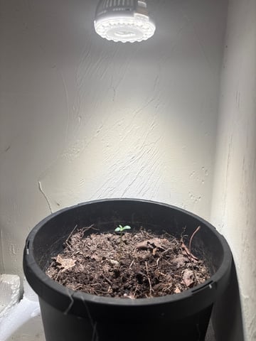 My First Grow — seedling_rooting, day 1