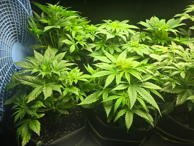 2nd Autoflower Indoor Grow — vegetative, day 33