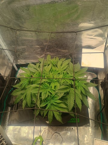 lil Slurry, first grow — flower, day 35