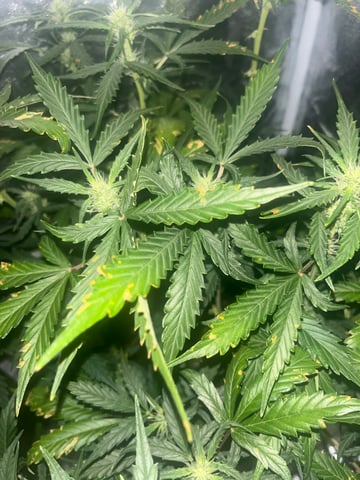 le mon cherry & GMO cookies — auto, day 1