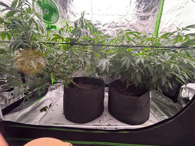 BTY OG & Jungle Cake — flower, day 71