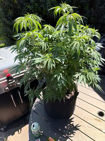 first tent grow — vegetative, day 69