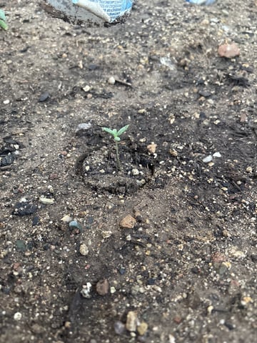 Fast Buds Auto  — seedling_rooting, day 10