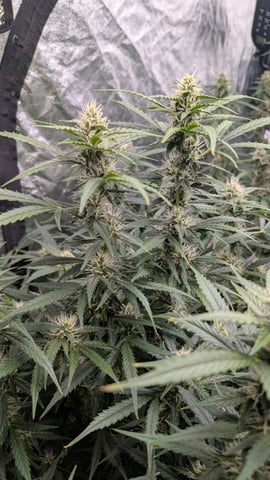Strawberry Cheesecake Seedsman Seeds Autoflowers x2 — flower, day 68