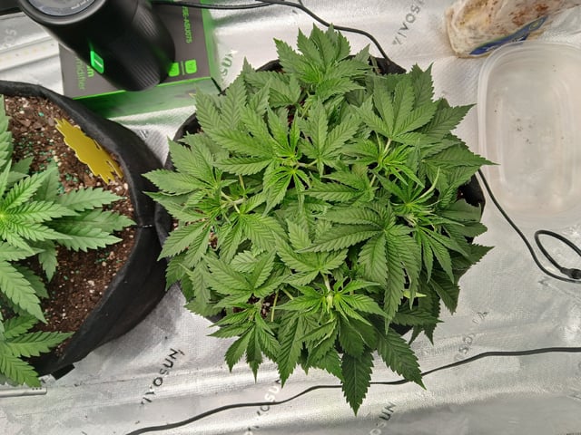 fruity pebbles, cap junky — vegetative, day 41