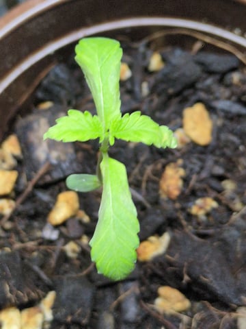 Audrey III — seedling_rooting, day 12
