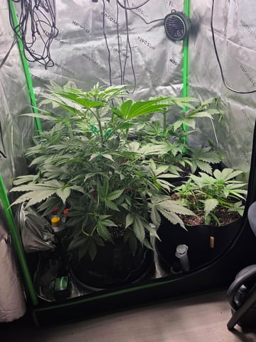 Special Kush#1 and Purple Queen Auto  — vegetative, day 36