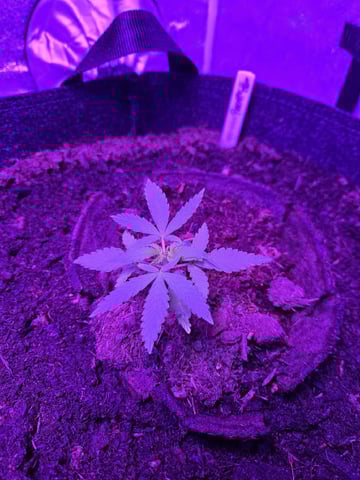 1st Ever Grow — vegetative, day 31