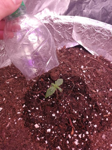 AWC  — seedling_rooting, day 12