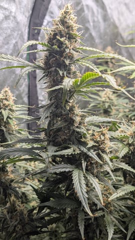 Strawberry Cheesecake Seedsman Seeds Autoflowers x2 — flower, day 86