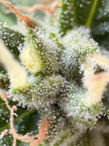 Muliflex — flower, day 86