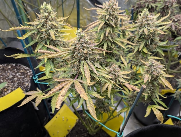 Mixed Grow — flower, day 121
