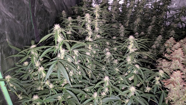 Strawberry Cheesecake Seedsman Seeds Autoflowers x2 — flower, day 64