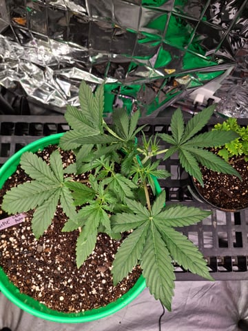 Mystery Seed — vegetative, day 32