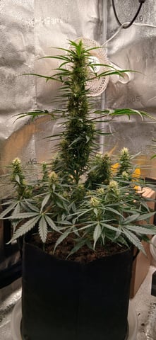 tzar cheese — flower, day 8