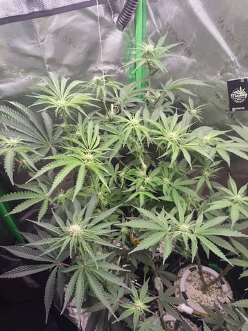 Mainely Genetics Micro Pheno Hunt — flower, day 59