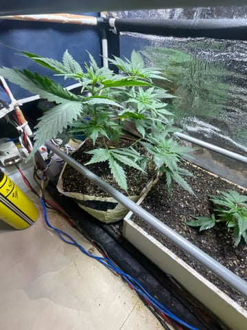 CHEESE AUTO ZEN Seeds — flower, day 39