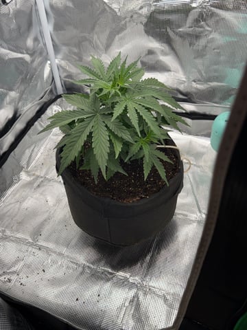 Indoor — vegetative, day 27