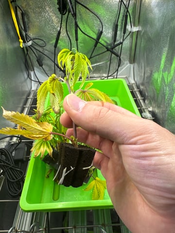 Clones Permanent Marker, Gary Payton — seedling_rooting, day 6