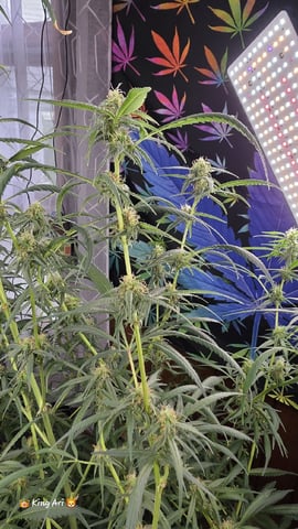 Slightly Stoopid Fruits  — flower, day 36