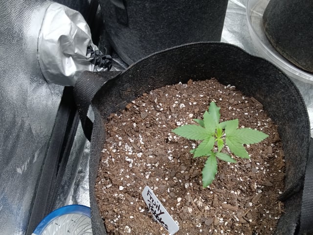 Fruity Pebbles OG — vegetative, day 19