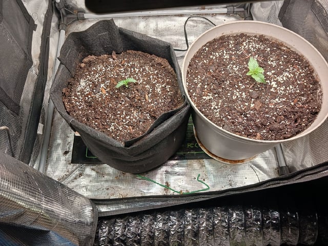 9lbhammer feminized  — vegetative, day 8