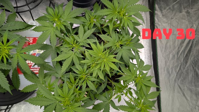 Strawberry Cheesecake Seedsman Seeds Autoflowers x2 — flower, day 33