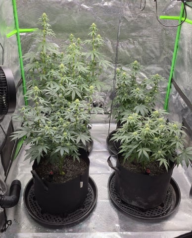 SGC & GWS — flower, day 82
