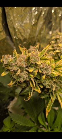 1st grow continued  — flower, day 18