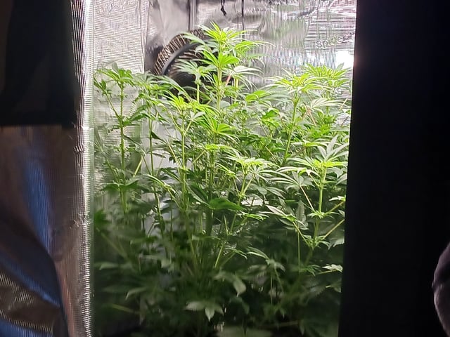 9lbhammer feminized  — flower, day 52