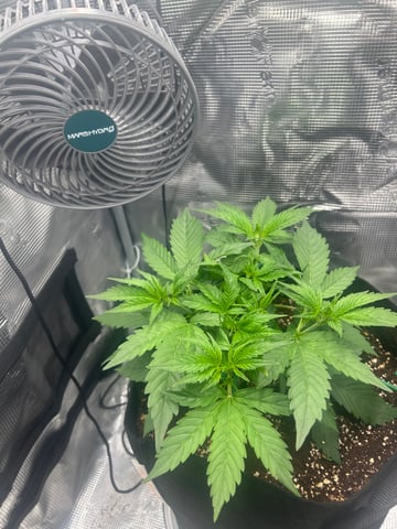 sticking to basics second grow — vegetative, day 18