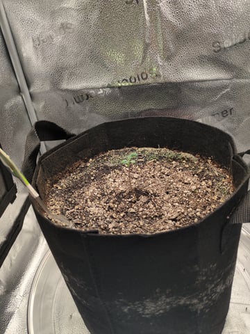 OG III — seedling_rooting, day 6