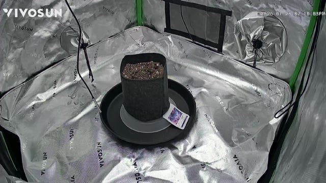 first tent grow — seedling_rooting, day 4